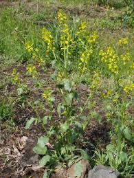 Attēlu rezultāti vaicājumam “Barbarea vulgaris subsp. arcuata flower”