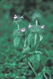 Attēlu rezultāti vaicājumam “Clinopodium vulgare leaf”