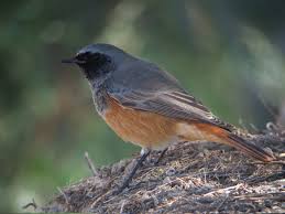 Attēlu rezultāti vaicājumam “Phoenicurus ochruros”