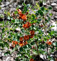 Image result for Colutea x media (arborescens x orientalis)