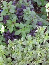 Attēlu rezultāti vaicājumam “Ocimum basilicum”