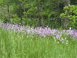 Attēlu rezultāti vaicājumam “Hesperis matronalis bud”