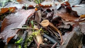 Attēlu rezultāti vaicājumam “Ciboria amentacea”