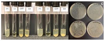 Attēlu rezultāti vaicājumam “Saduria entomon”