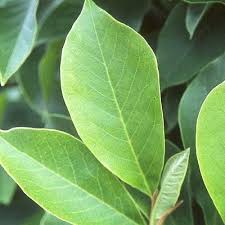 Attēlu rezultāti vaicājumam “Magnolia x soulangeana”