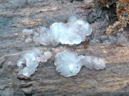 Attēlu rezultāti vaicājumam “Myxarium nucleatum”