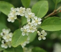 Attēlu rezultāti vaicājumam “Cotoneaster multiflorus”