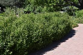 Attēlu rezultāti vaicājumam “Ribes alpinum”