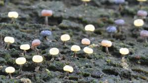 Attēlu rezultāti vaicājumam “Physarum pezizoideum macro”