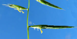 Attēlu rezultāti vaicājumam “Brachypodium pinnatum”