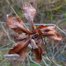 Attēlu rezultāti vaicājumam “Rhabdophaga rosaria”