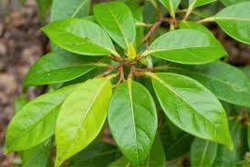 Attēlu rezultāti vaicājumam “Cinna latifolia leaf”