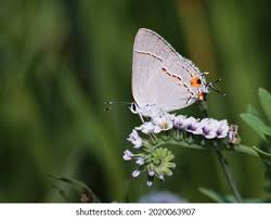 Attēlu rezultāti vaicājumam “Theclinae”