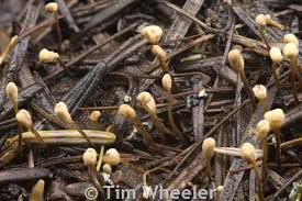 Attēlu rezultāti vaicājumam “Heyderia abietis”