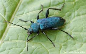 Attēlu rezultāti vaicājumam “Callidium violaceum”