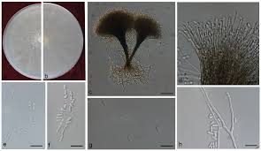 Attēlu rezultāti vaicājumam “Ophiostoma polyporicola”