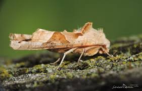 Attēlu rezultāti vaicājumam “Phlogophora meticulosa”