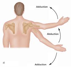 Image result for body midline