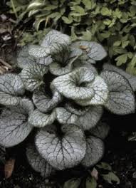 Image result for Brunnera `Jack Frost`