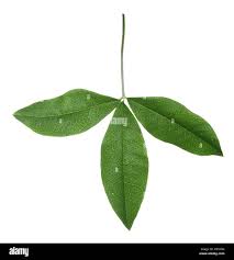 Attēlu rezultāti vaicājumam “Laburnum alpinum leaf”