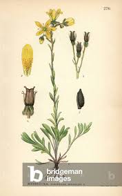 Attēlu rezultāti vaicājumam “Saxifraga hirculus”