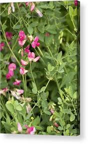 Attēlu rezultāti vaicājumam “Lathyrus tuberosus bud”