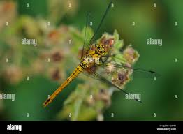 Attēlu rezultāti vaicājumam “Sympetrum sanguineum female”