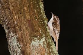 Attēlu rezultāti vaicājumam “Certhia familiaris”