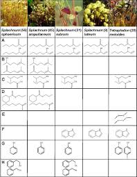 Attēlu rezultāti vaicājumam “Pleurozium schreberi sporophyte”