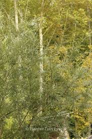 Attēlu rezultāti vaicājumam “Salix repens subsp. rosmarinifolia”