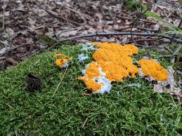 Image result for Fuligo septica