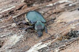 Attēlu rezultāti vaicājumam “Osmoderma barnabita”