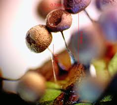 Attēlu rezultāti vaicājumam “Lamproderma pseudomaculatum macro”