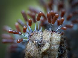 Attēlu rezultāti vaicājumam “Stemonitopsis typhina young”