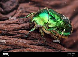 Attēlu rezultāti vaicājumam “Cetonia aurata imago”