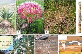 Attēlu rezultāti vaicājumam “Didymodon rigidulus sporophyte”