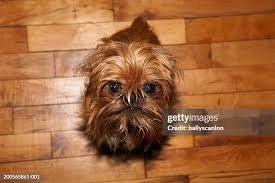 Image result for brüsseler giffon