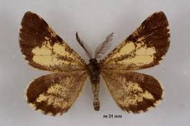 Attēlu rezultāti vaicājumam “Bupalus piniaria”