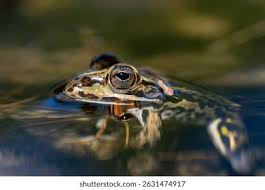 Attēlu rezultāti vaicājumam “Pelophylax”