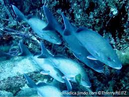 Image result for Haemulon album