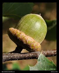 Attēlu rezultāti vaicājumam “Quercus rubra fruit”