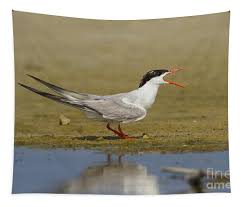 Attēlu rezultāti vaicājumam “Sterna hirundo”