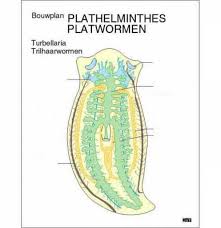 Attēlu rezultāti vaicājumam “Plathelminthes”