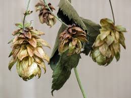 Attēlu rezultāti vaicājumam “Humulus lupulus bud”