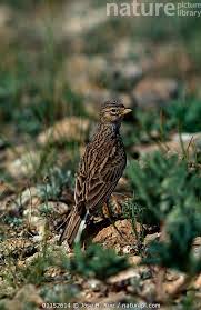 Image result for Calandrella rufescens