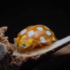 Attēlu rezultāti vaicājumam “Halyzia sedecimguttata”