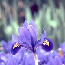 Attēlu rezultāti vaicājumam “Iris reticulata”