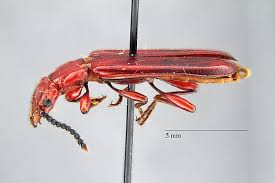 Attēlu rezultāti vaicājumam “Cucujidae”