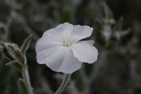 Image result for Lychnis coronaria alba