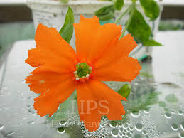 Attēlu rezultāti vaicājumam “Silene x arkwrightii Vesuvius flower”